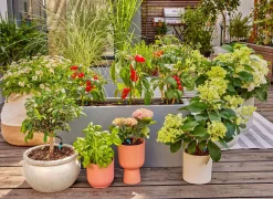 Bewateringsset voor terras|ohgreen