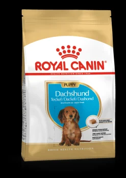 Bhn dachshund puppy 1.5kg|ohgreen