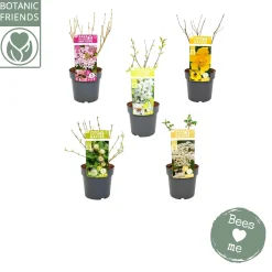 Biologische bloemenmix met bijenmengsel p19 h45|ohgreen Sale