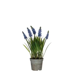 Blauw druifje dans un pot plastique blauw - h27xd8,5cm|ohgreen Hot