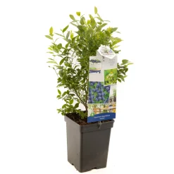 Blauwe bessenstruik vaccinium corymbosum jorma zeer vorstbestendig|ohgreen Sale