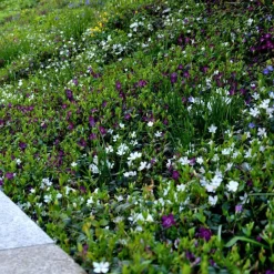 Bodembedekker p9|ohgreen New