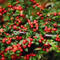 Bodembedekker p9|ohgreen New