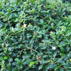 Bodembedekker p9|ohgreen New