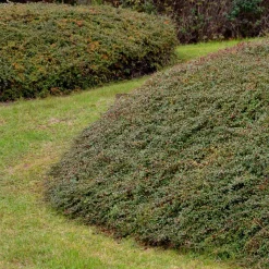 Bodembedekker p9|ohgreen New