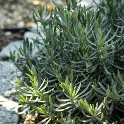 Bodembedekker p9|ohgreen New