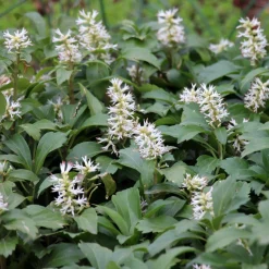 Bodembedekker p9|ohgreen New