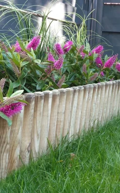 Borduur Pinede|ohgreen