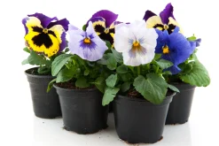 Bosviool|ohgreen Hot