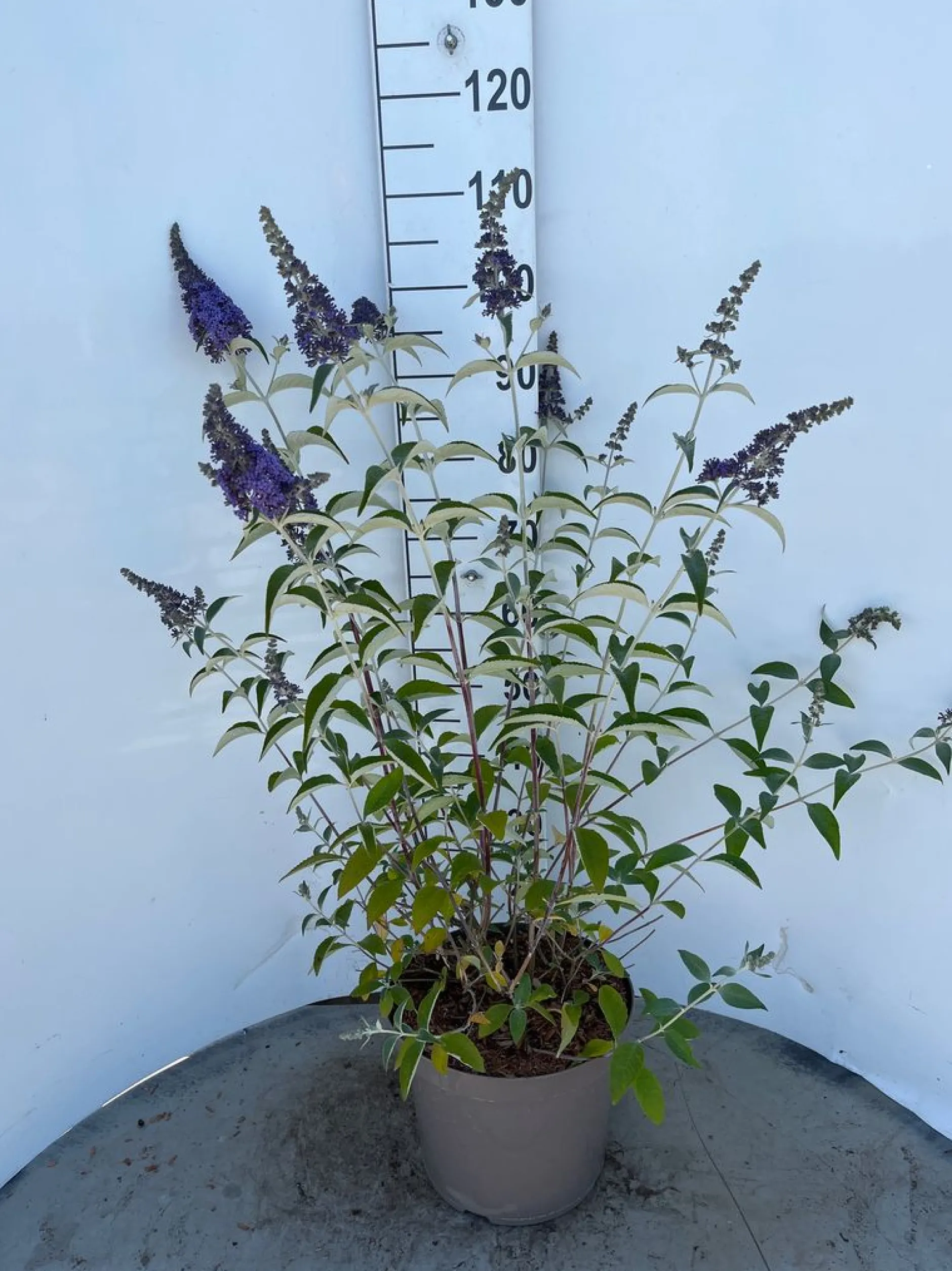 Buddleja davidii Empire Blue ( Vlinderstruik )|ohgreen Outlet
