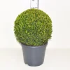 Buxus sempervirens bol p31 h70|ohgreen Online
