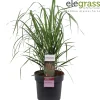 Calamagrostis acutiflora Karl Foerster ( pluimstruisriet )|ohgreen