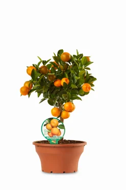 Calamondino ciotola|ohgreen Best