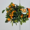 Calamondino spalliera|ohgreen Online