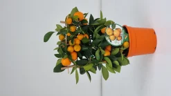 Calamondino spalliera|ohgreen Online