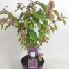 Callicarpa profusion (Schoonvrucht)|ohgreen Online