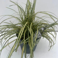 Carex hachijoensis Evergold ( Bontbladige Zegge )|ohgreen