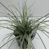 Carex oshimensis Everest|ohgreen