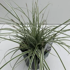 Carex oshimensis Everest|ohgreen