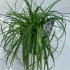 Carex oshimensis Evergreen ( Zegge )|ohgreen Hot