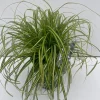 Carex oshimensis Eversheen ( Zegge )|ohgreen Sale