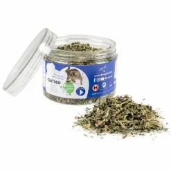 Catnip kruid|ohgreen Best