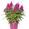 Celosia deep purple p19 h40|ohgreen Best