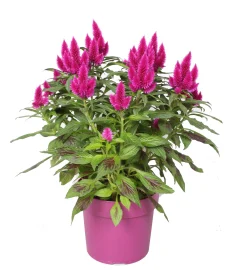 Celosia deep purple p19 h40|ohgreen Best