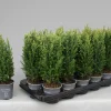 Chamaecyparis lawsoniana Snow White|ohgreen New