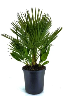 Chamerops humulis p32|ohgreen Best