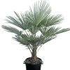 Chinese Waaierpalm|ohgreen Clearance