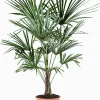 Chinese waaierpalm p22|ohgreen Clearance