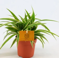 Chlorophytum Comosum Ocean|ohgreen Online