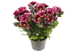 Chrysant Ciao|ohgreen Online