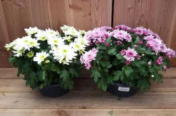 chrysant schaal|ohgreen Best