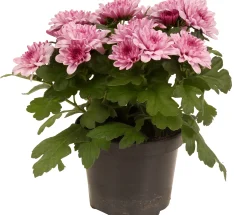 Chrysanthemum dubbel roze ( Chrysant )|ohgreen Discount