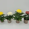 Chrysanthemum uniflor|ohgreen Sale