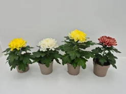 Chrysanthemum uniflor|ohgreen Sale