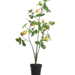 Citroenplant geel pot 105 cm|ohgreen Hot