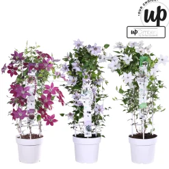 Clematis Double Up blauw-wit p23|ohgreen Best