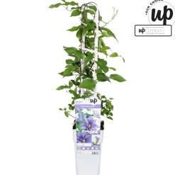 Clematis evision Olympia|ohgreen Discount