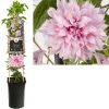 Clematis multi Pink ( bosrank )|ohgreen Sale