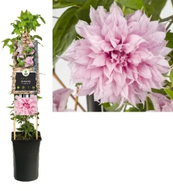 Clematis multi Pink ( bosrank )|ohgreen Sale