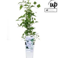 Clematis Tranquilite|ohgreen Best