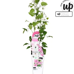 Clematis Yuan|ohgreen Online