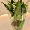 Convallaria majalis of meiklokjes p13|ohgreen Outlet