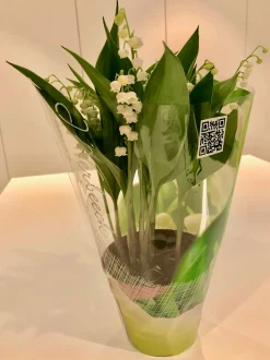 Convallaria majalis of meiklokjes p13|ohgreen Outlet