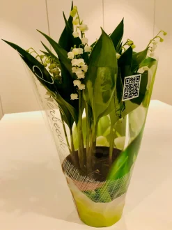 Convallaria majalis of meiklokjes p13|ohgreen Outlet