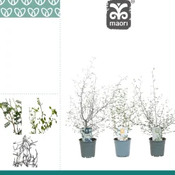 Corakia Maeori mix|ohgreen Sale