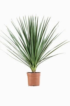 Cordyline p29|ohgreen Hot